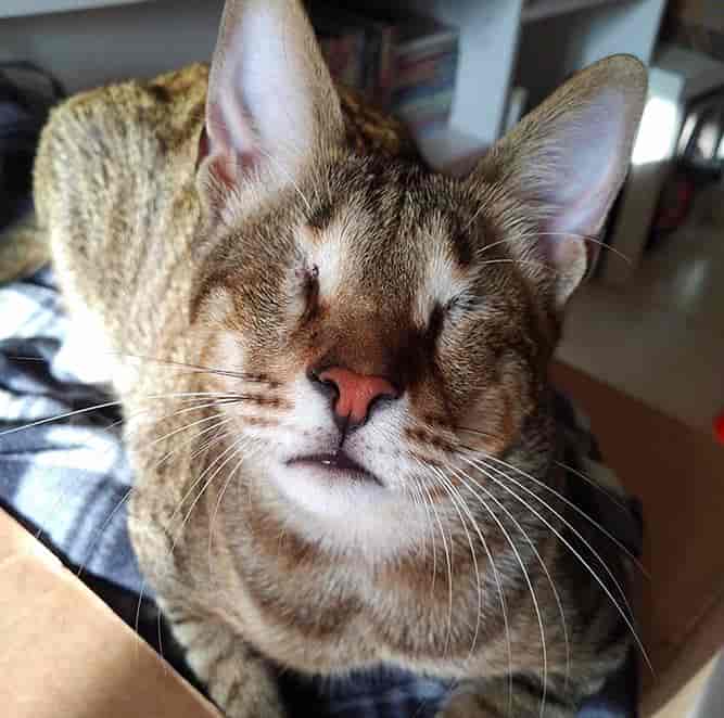 生活在迪拜的失明小猫