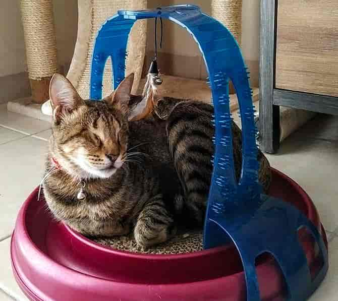 生活在迪拜的失明小猫