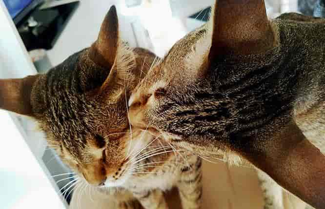 生活在迪拜的失明小猫