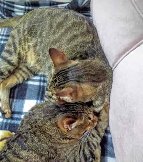 迪拜三只盲猫生活幸福 眼失明心可见