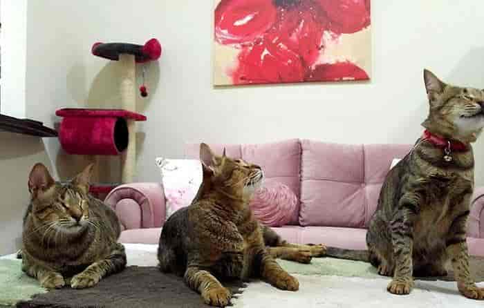 生活在迪拜的失明小猫