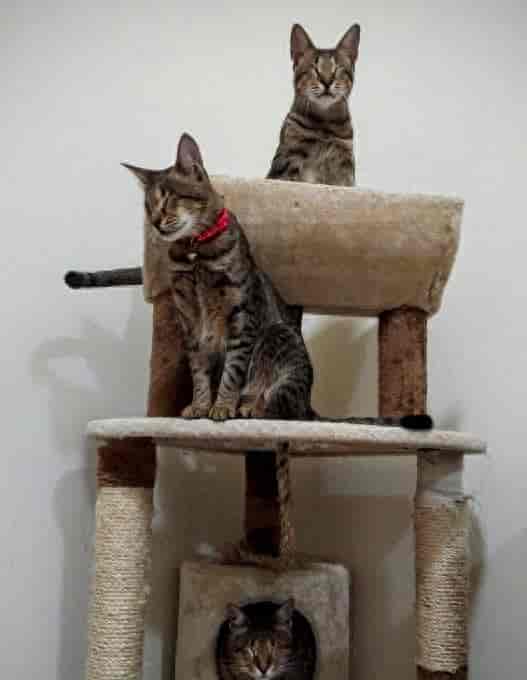 迪拜三只盲猫生活幸福 眼失明心可见