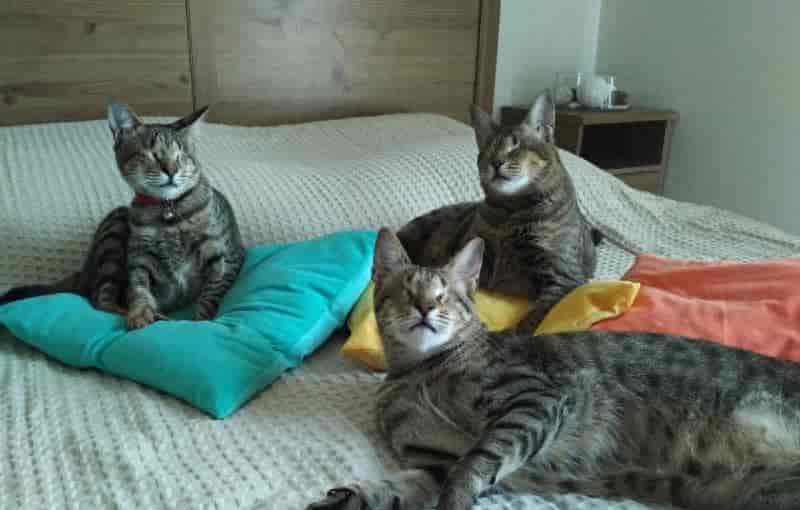 迪拜三只盲猫生活幸福 眼失明心可见