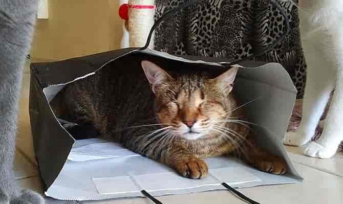 生活在迪拜的失明小猫