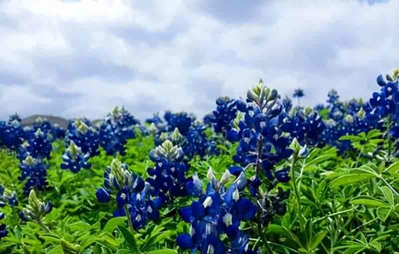 多模态AI：文本、图像与音频的融合