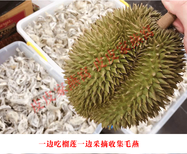 印尼原装进口特大燕条100g溯源码金丝燕盏条孕妇燕窝正品滋补礼品