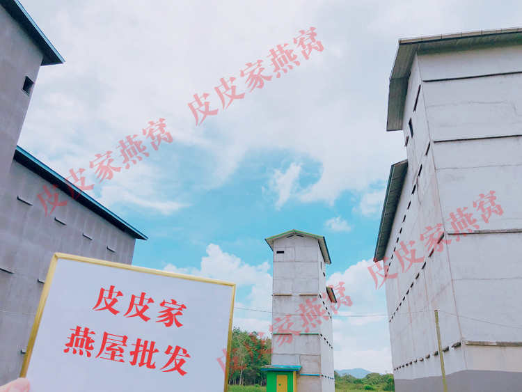 印尼原装进口特大燕条100g溯源码金丝燕盏条孕妇燕窝正品滋补礼品