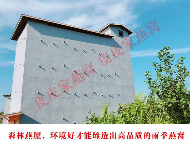 印尼原装进口特大燕条100g溯源码金丝燕盏条孕妇燕窝正品滋补礼品