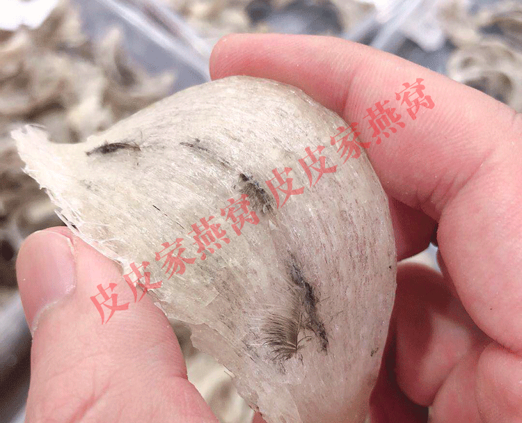 印尼原装进口特大燕条100g溯源码金丝燕盏条孕妇燕窝正品滋补礼品