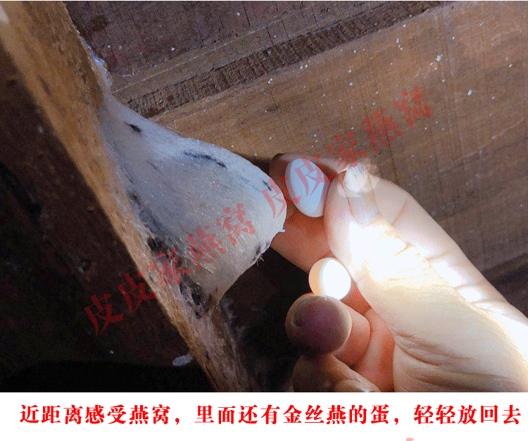 印尼原装进口特大燕条100g溯源码金丝燕盏条孕妇燕窝正品滋补礼品