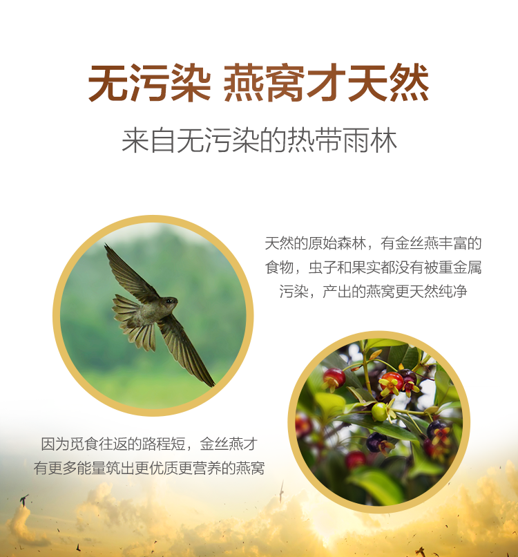 CAIQ溯源码正品马来西亚干燕窝大燕盏孕妇官燕纯干挑干盏燕条盏条